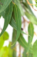 Eukalyptus staigeriana bio