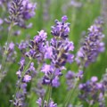 Lavendelöl BIO aus kontrolliert biologischem Anbau