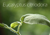 Eukalyptusöl citriodora