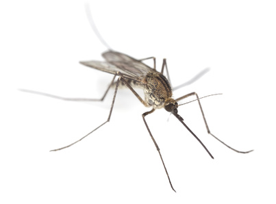Natürlicher Insektenschutz - Die besten Düfte und Öle gegen Mücken, Gelsen & Co