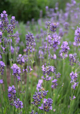 Lavendelhydrolat bio